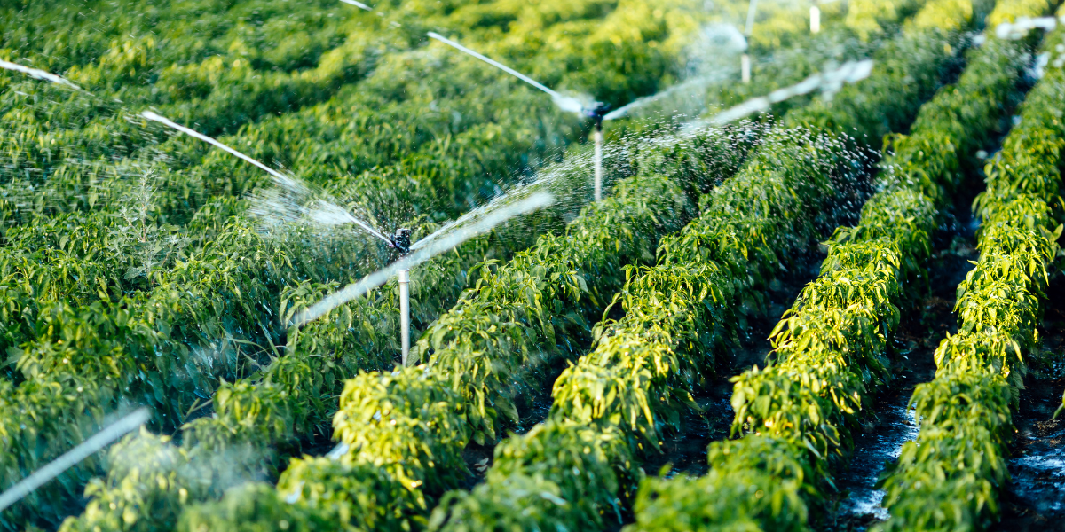 R&D Tax Credit Case Study – Agriculture Tech Company